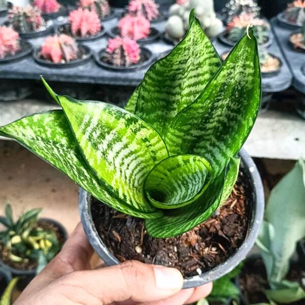 Сансевиерия HAHNII GOLD PHILIPPINE