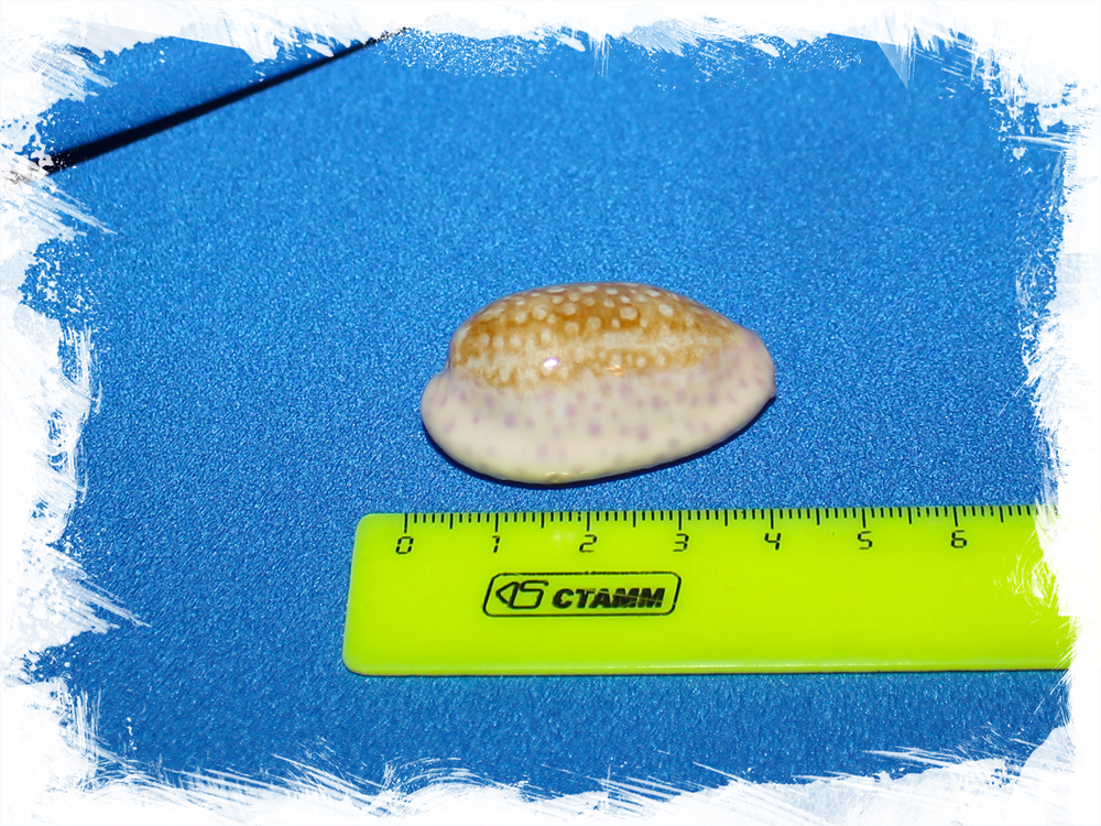 Китайская ципрея (Ovatipsa chinensis)