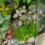 Готовый флорариум Ботанический сад с бонсай XL