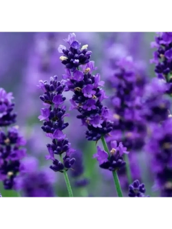 Лаванда узколистная многолетняя, Семена, (20 штук)