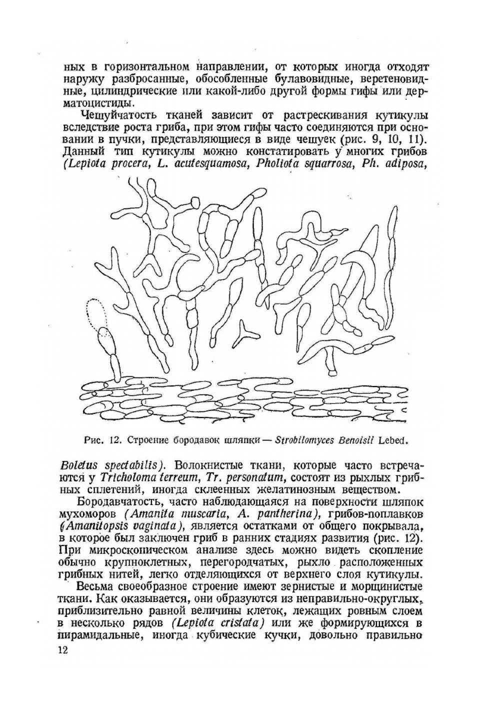 Определитель шляпочных грибов | Л.А. Лебедева