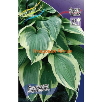 Хоста Антиох