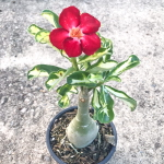 Адениум вариегатный SUPERBA