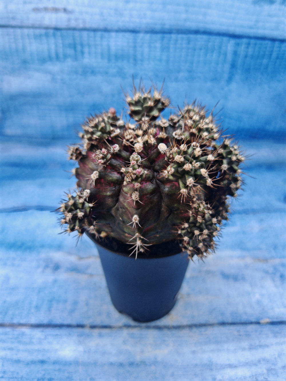 Gymnocalycium T-Rex Pink hybrid (Гимнокалициум T-rex)