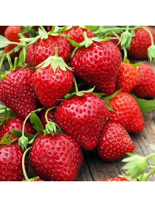 Мара де Буа(Mara des Bois).Подходит для выращивания в виде ампельной клубники