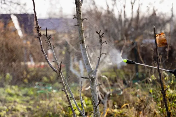 Первая весенняя обработка сада: как уничтожить зимующих вредителей на «голых» ветках