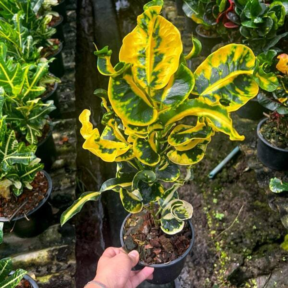 Кротон SOI PAITOON