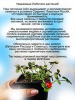 Клевер вариегатный Кровь Дракона Dragon Blood пёстролистный