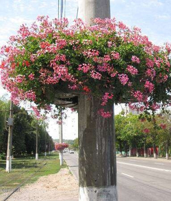 Обруч-840, цветочница для опоры (столба)