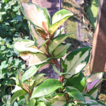 Хойя CARNOSA KRIMSON PRINCESS