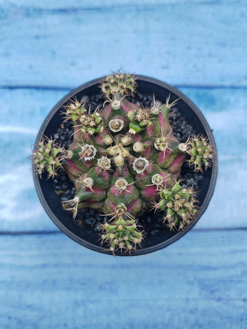 Gymnocalycium T-Rex Pink hybride (Гимнокалициум T-rex)
