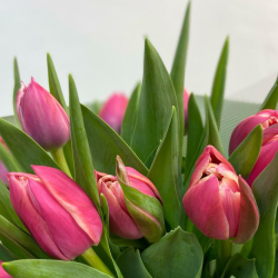 Букет из пионовидных тюльпанов в размере S