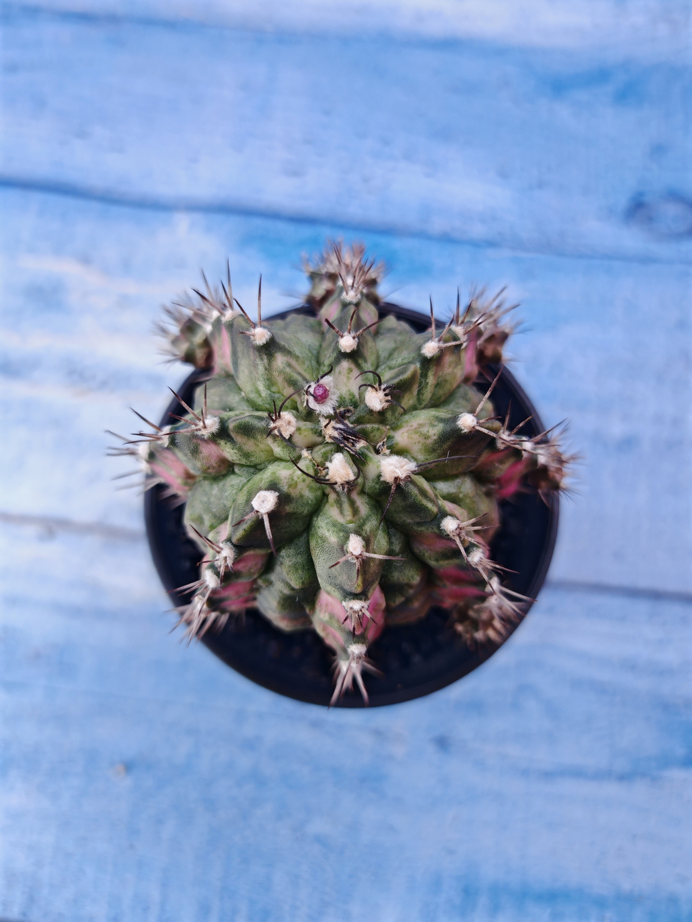 Gymnocalycium T-Rex Pink hybride (Гимнокалициум T-rex)
