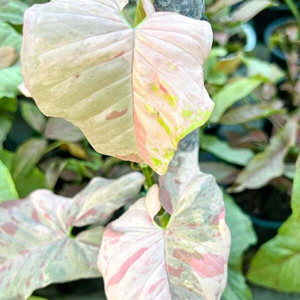 Сингониум PINK SPOT DOUBLE VAR