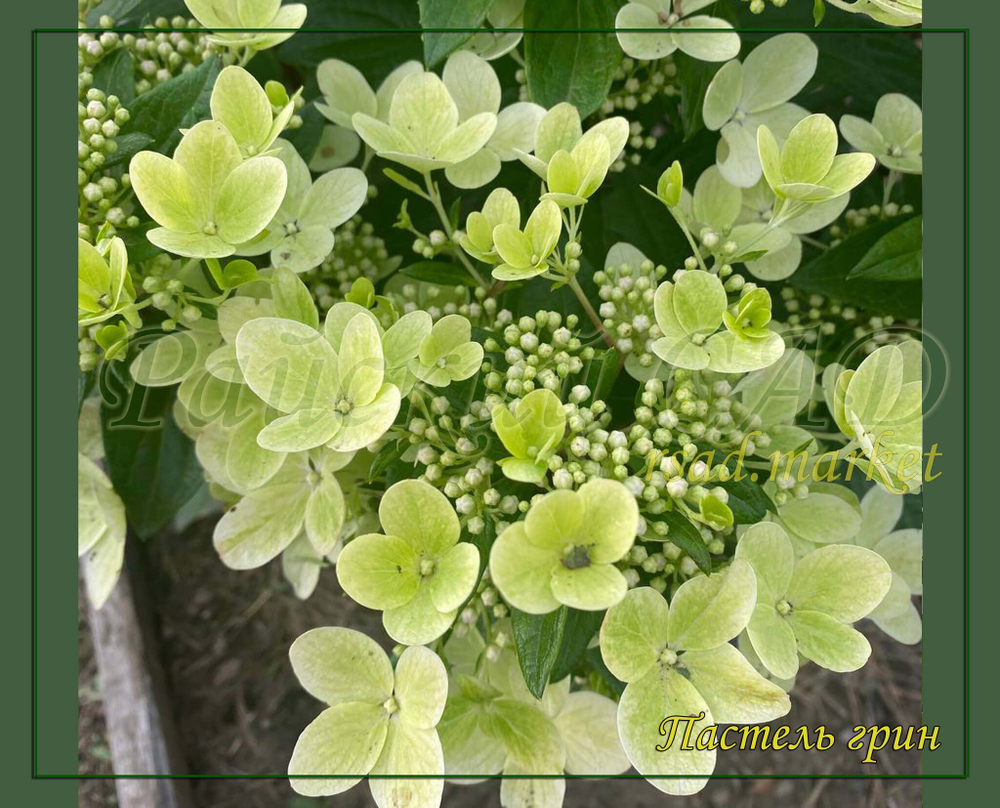 Гортензия метельчатая Пастель Грин- Пастельно- зелёный (Hydrangea paniculata `Pastelgreen`)