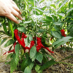 Сладкий Японский Чили Перец Манганджи Тогараши Киото - Manganji Togarashi Kioto - 万願寺とうがらし