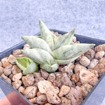 Сансевиерия BONCEL MINI WHITE VAR