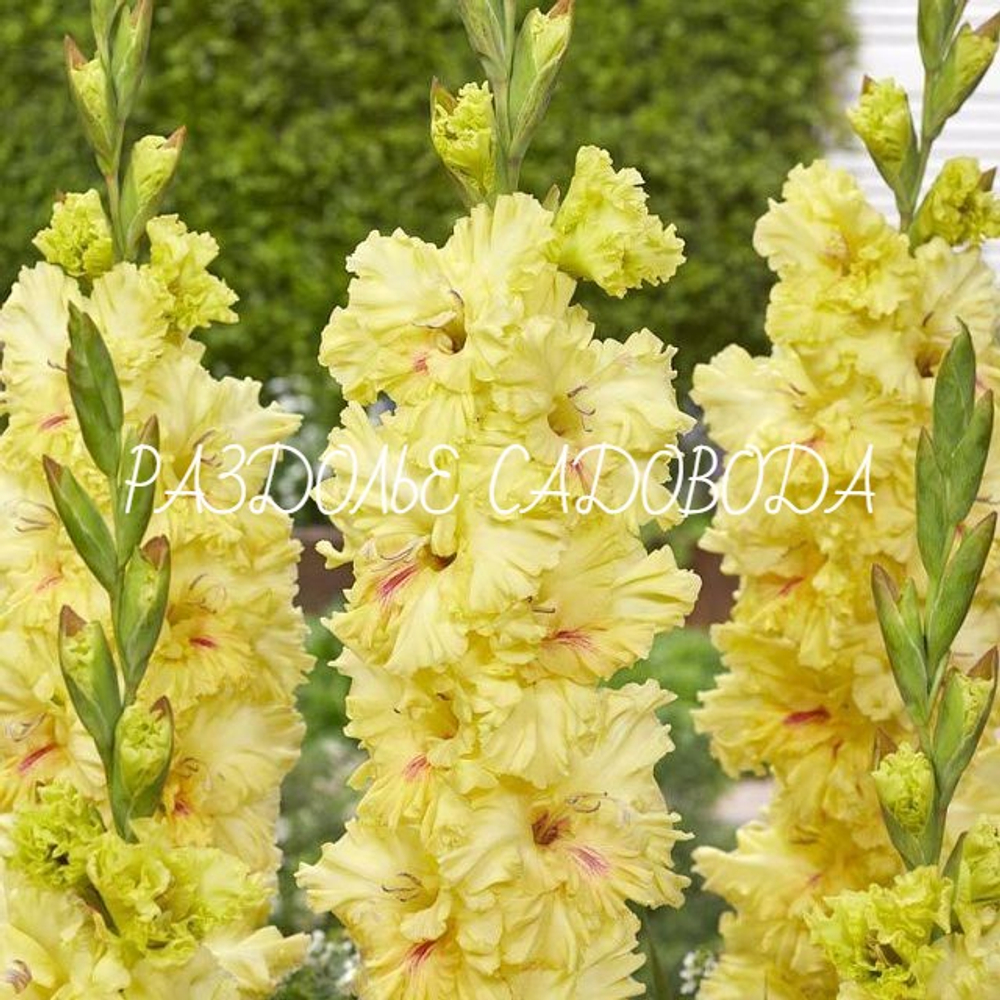 Гладиолус Бернинг Санрайз