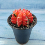 Gymnocalycium Variegata (Гимнокалициум Вариегатный)