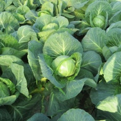 Легат F1 семена капусты белокочанной (Clause / Клос)