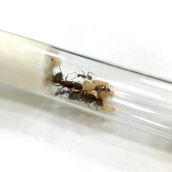 Camponotus nicobarensis