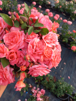 МЮНХНЕР КЕНДЛ. Munchner Kindl