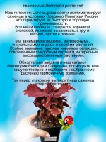 Колеус Камчатский краб вегетативный