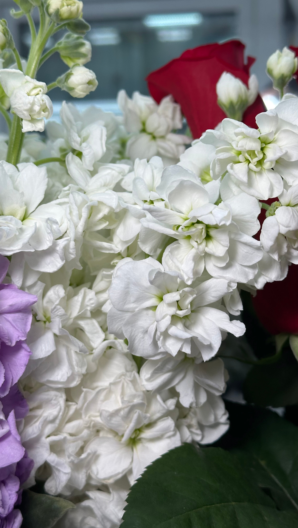 25 розовых тюльпанов + 7 веточек белой матиолы в круглую упаковку