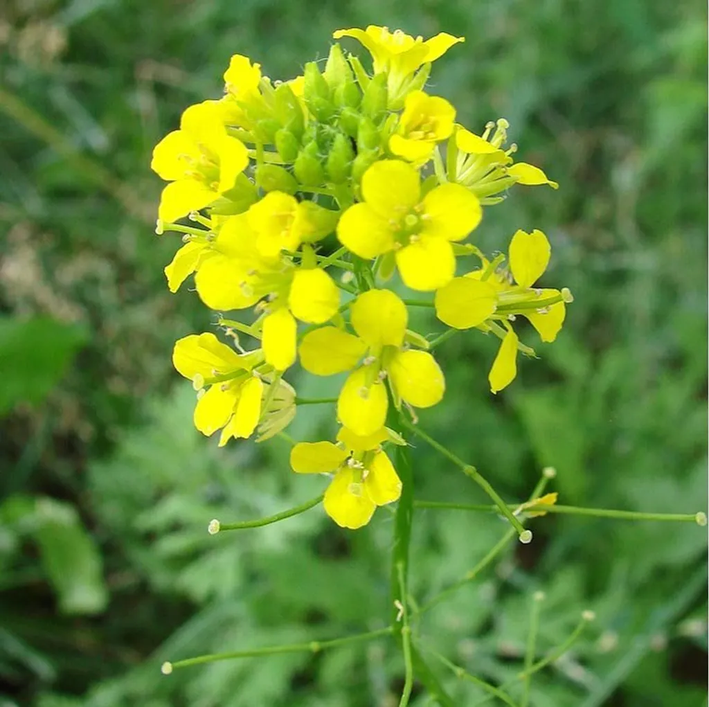 Желтушник левкоевидный (трава)