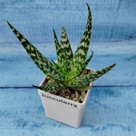 Aloe Bronze Lizard (Алоэ)