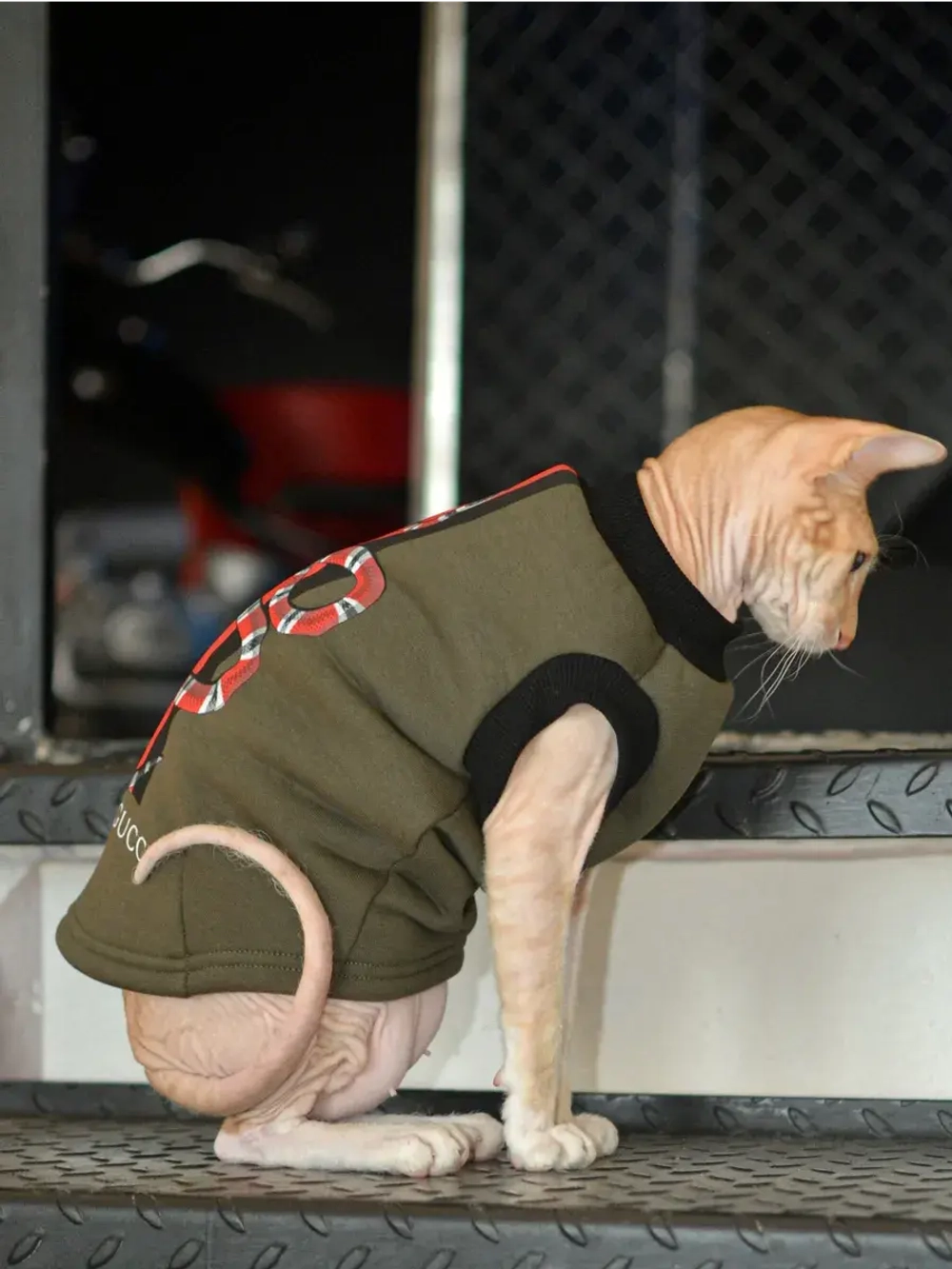 Одежда для кошек сфинкс гуччи