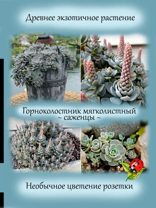 Горноколосник мягколистный многолетний