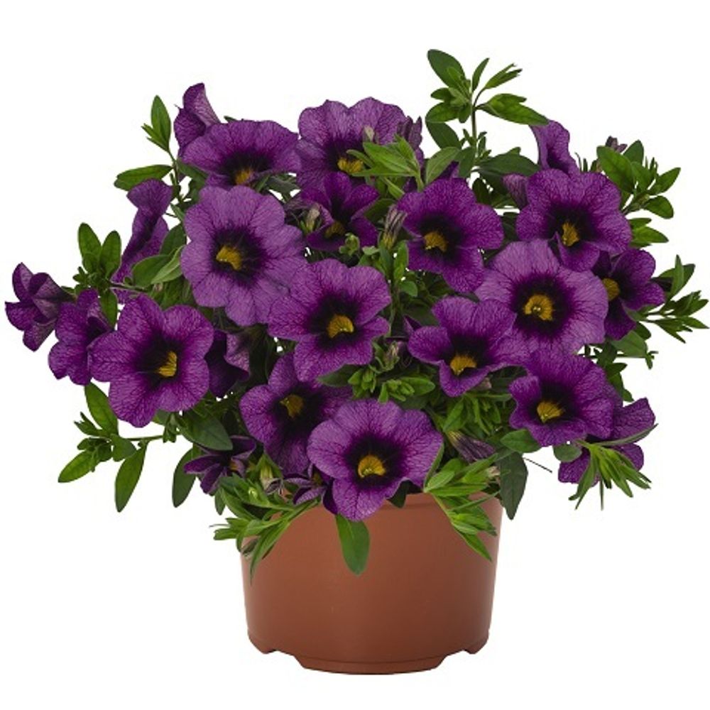 Калибрахоа Bloomtastic Purple