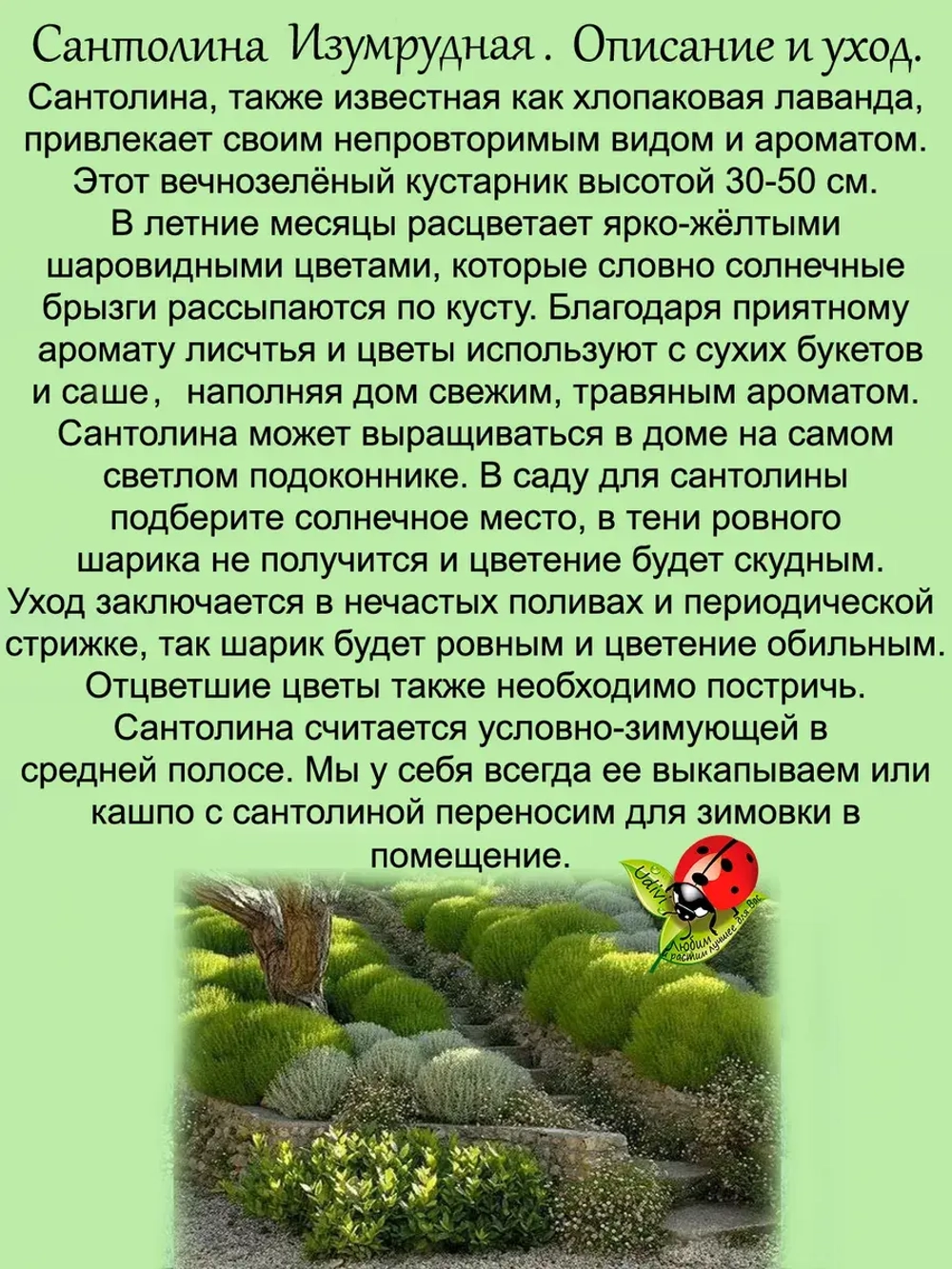 Сантолина Изумрудная вечнозелёная
