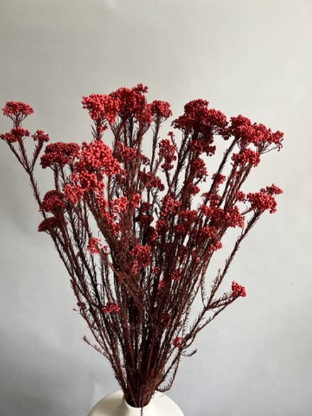 Озотамнус стабилизированный красный