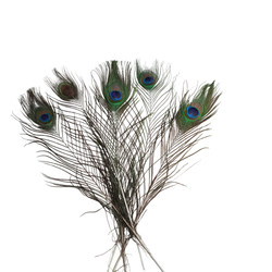 Перо павлина длинное "глаз" натуральное 2 сорт