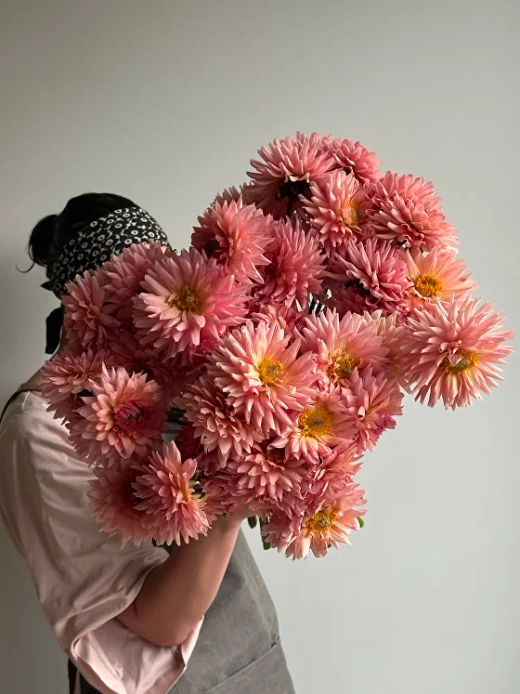 Георгин Preference (корень) Закупка М55 апрель 2026