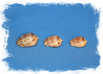 Ципрекассис тестикулус (Cypraecassis testiculus) разные экземпляры