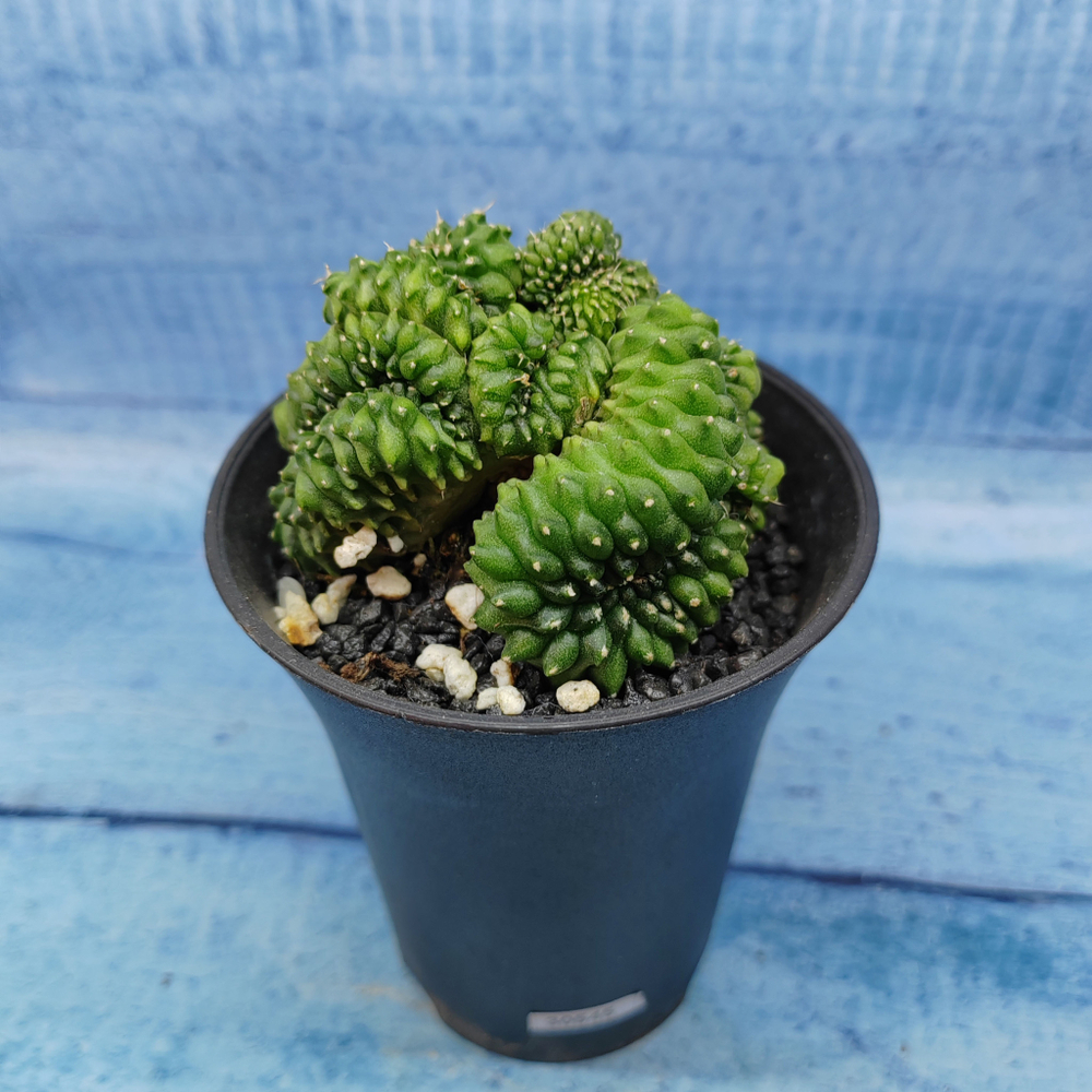 Gymnocalycium Spineless Crested form (Гимнокалициум Кристатный)