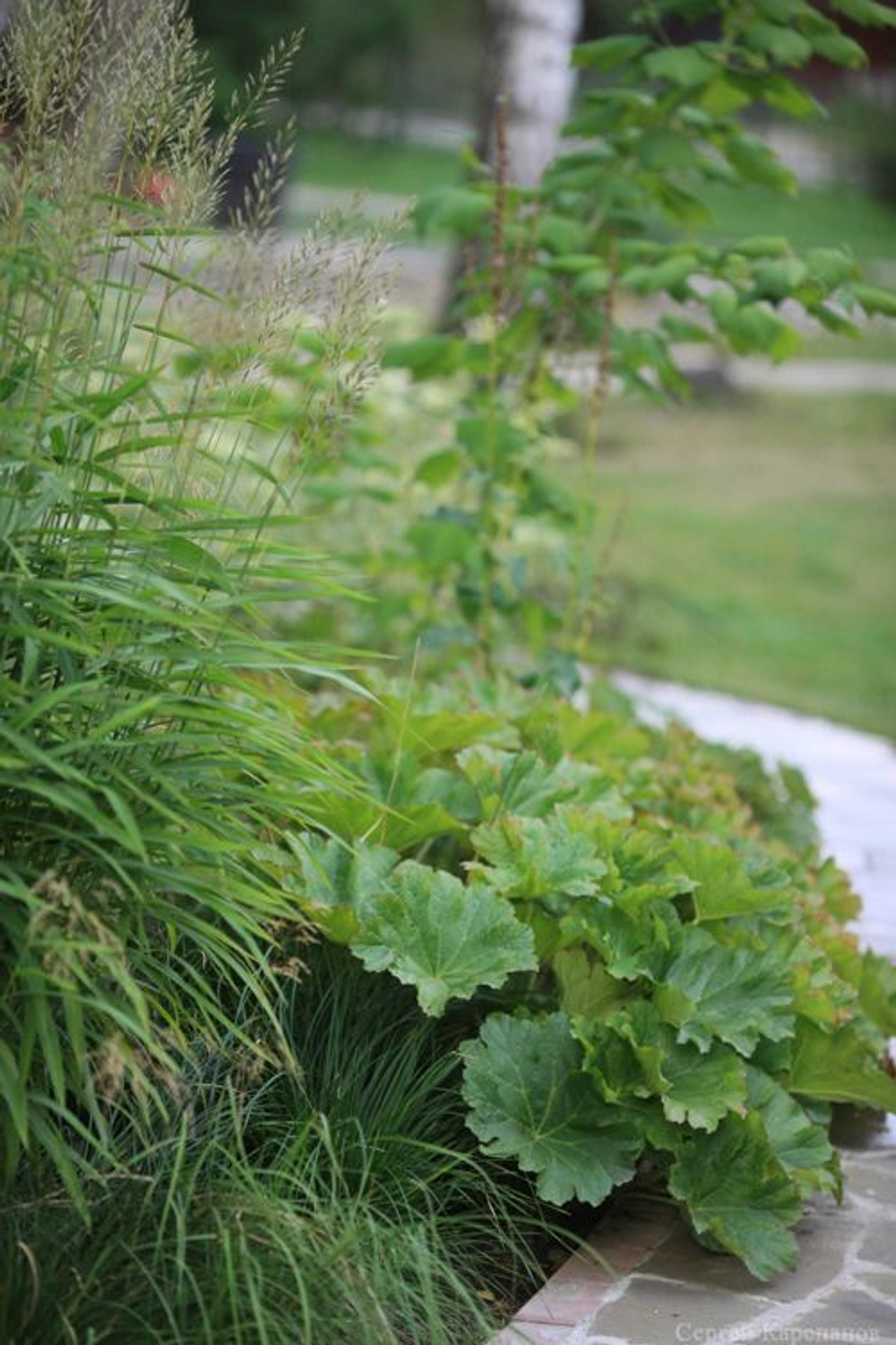 Дармера щитовидная. Peltiphyllum peltata.