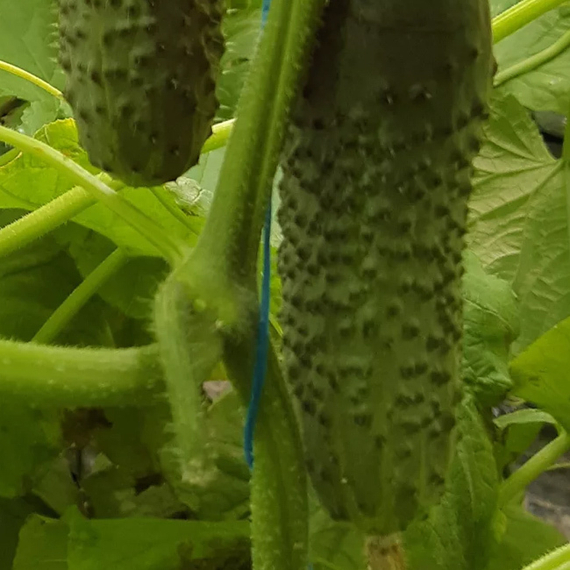 СТАНТОР F1 семена огурца Nunhems цена – фото 2