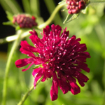 Короставник Марс Миджет С2