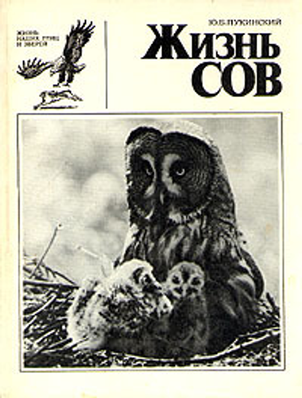Жизнь сов