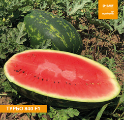 Турбо 840 F1 семена арбуза (Nunhems / Нюнемс)
