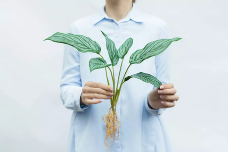 Калатея бахема куст из 6 листьев с корнями