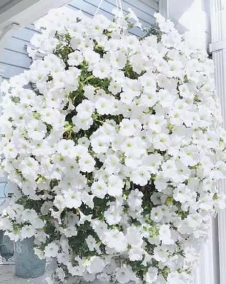 Петуния Опера White Рассада ОКС Март