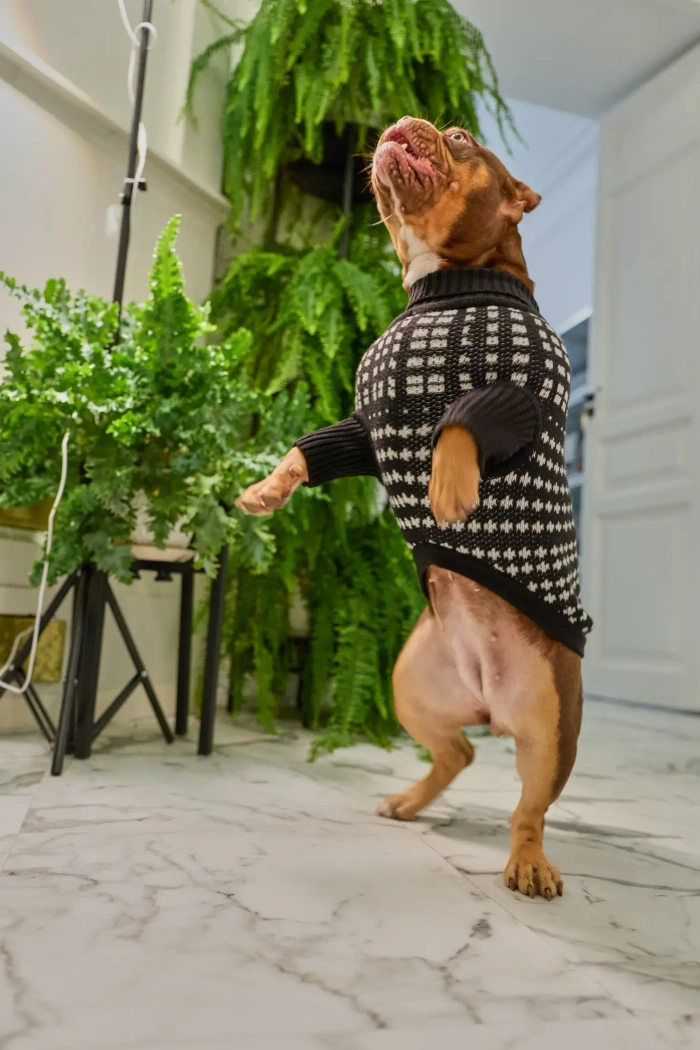 Для собачки