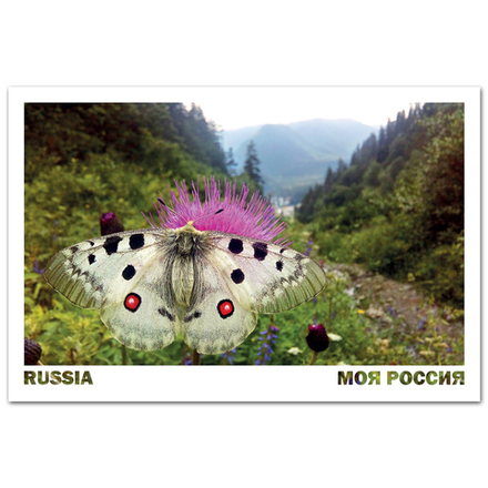 Бабочка Аполлон в горах Кавказа, Карачаево-Черкесия