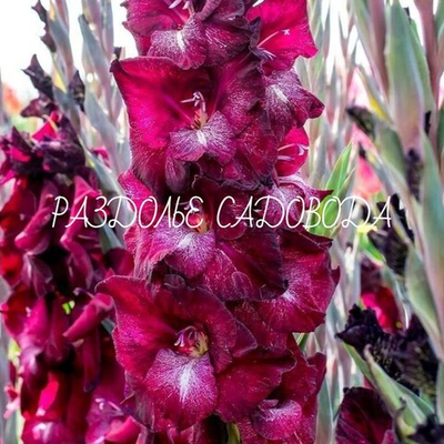 Гладиолус Шака Зулу 