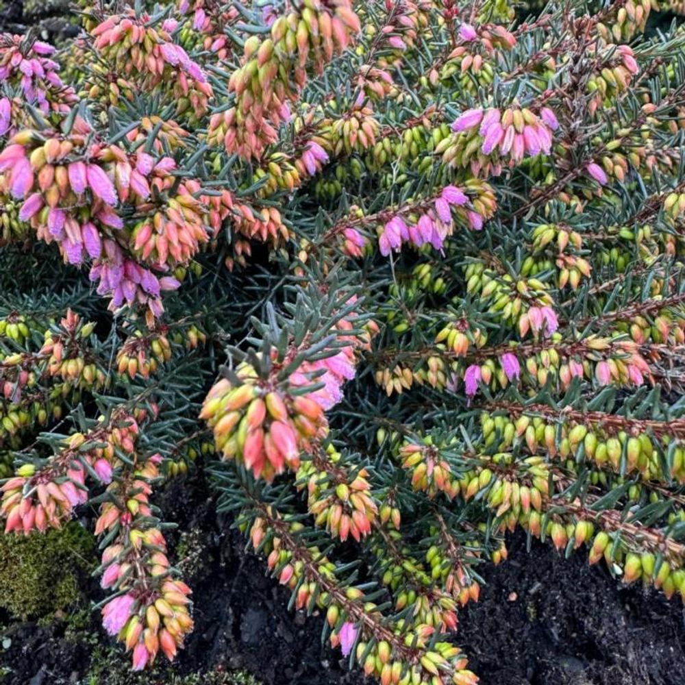 Эрика Атрорубра